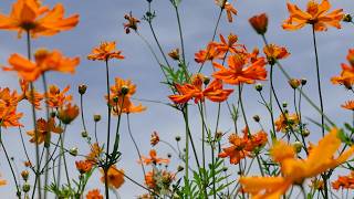 Calm Real Flower Scenery with Soft Piano Music | Relaxing Nature Moments 18.05 screenshot 3