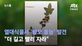 열대식물 추출물서 '탈모 효능' 발견…&quot;더 길고 빨리 자라&quot; / JTBC 뉴스룸