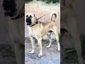 Kanalımıdaki Bir Birinden Güzel Videoları İzlemek İçin Kanalımıza Abone Olun #kangal #malaklı #fyp