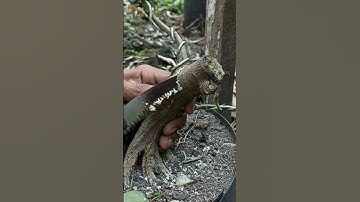 bonsai tree cutting ASMR by hand tools #mjbonsaidaily #bonsai #shorts  #bonsaitree #yearofyou