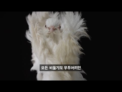 50억 마리의 비둘기들이 사라진 이유