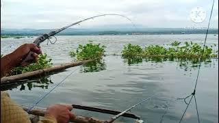 #mancing nila jangari cirata