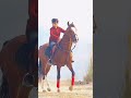 اچھا گھوڑا اچھا سوار اچھی ڈور Viral Uk Reels Shortvideo Viralreels گھوڑا Horse 