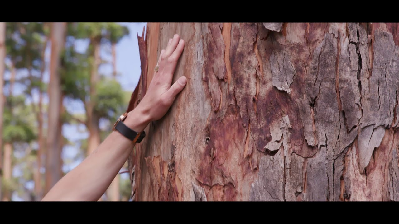 The Sustainable Forestry Cycle
