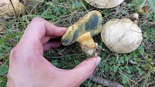 Identifica el el boleto blanco o radicante: Boletus albidus (Boletus radicans).