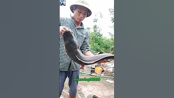 Lần đầu tiên trong đời thanh niên câu được cá trê khổng lồ