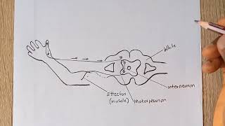 How To Draw A Diagram of Reflex Arc