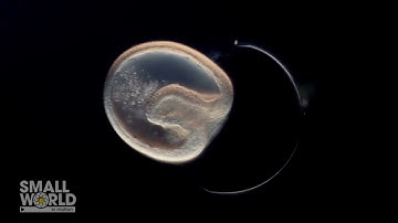 Starfish gastrula, escaping from the egg | 2024 Nikon Small World