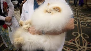 Cute Himalayan cat