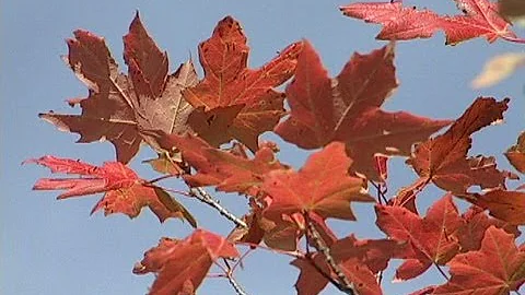 Crunch Time: Fall Colors in Minnesota's State Parks