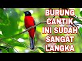Burung - Burung Langka Dan Dilindungi Yang Masih Hidup DiHutan Belantara Indonesia,