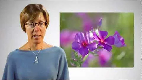 Flower Photography On-line Course with Sue Bishop