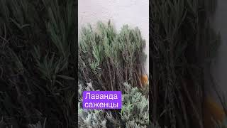 Саженцы Лаванды