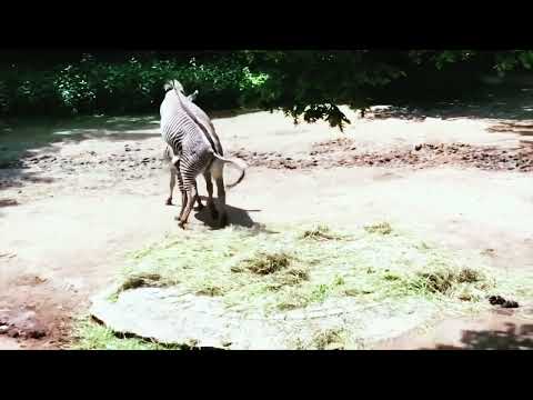 ZEBRA MATING  ANIMAL MATINGADULT CONTANT  BACHE DUR RAHE FUNNY VIDEO