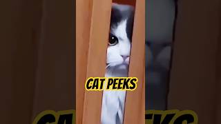 Cat Peeks