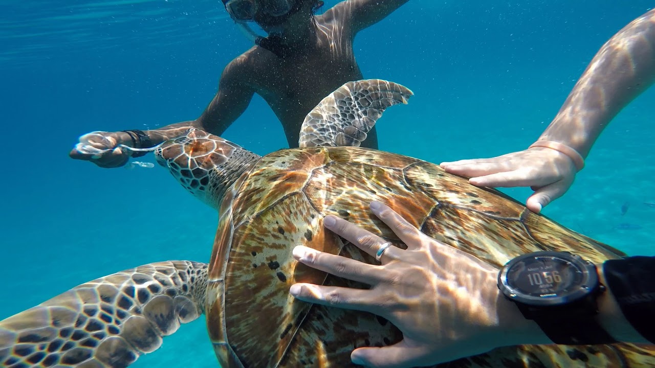 Redang Island - Swim with Turtle