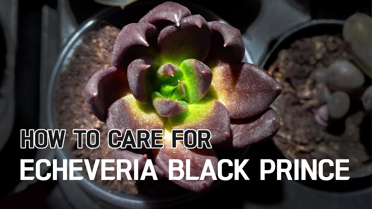 Как ухаживать за эхеверией «Чёрный принц» (полное руководство) #суккулент #эхеверия #echeveriabla...
