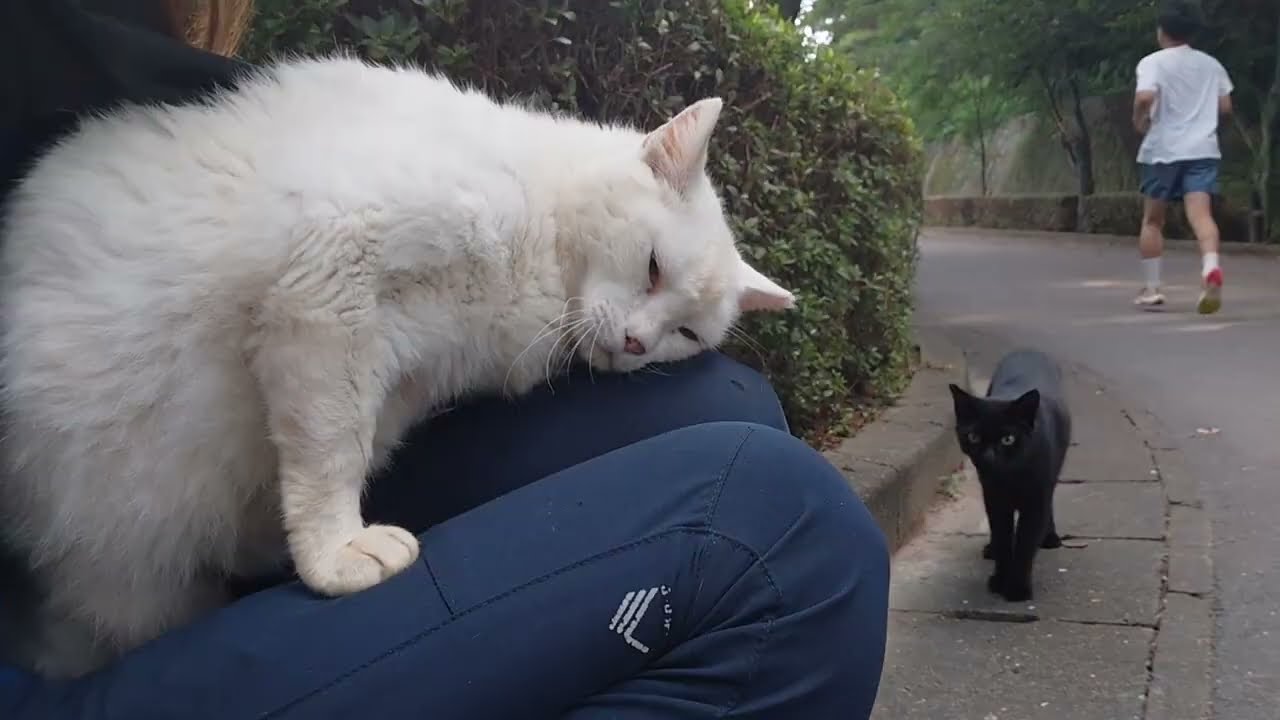 A beautiful white cat with lovely blue eyes also came out! She sat