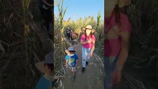 tulare pumpkin patch mini maze part 2