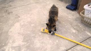 The Fox and the Mop
Fable being a crazy cute fox, playing with a mop because, well, hes a fox lol. Ive never seen a foxs obsession with such objects, so, it was really cute seeing him carry that around the garage and acting like an excited kid lol. Hes so cute!! The Fox and the Mop