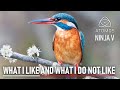 Atomos Ninja V for Wildlife Photography: Kingfishers