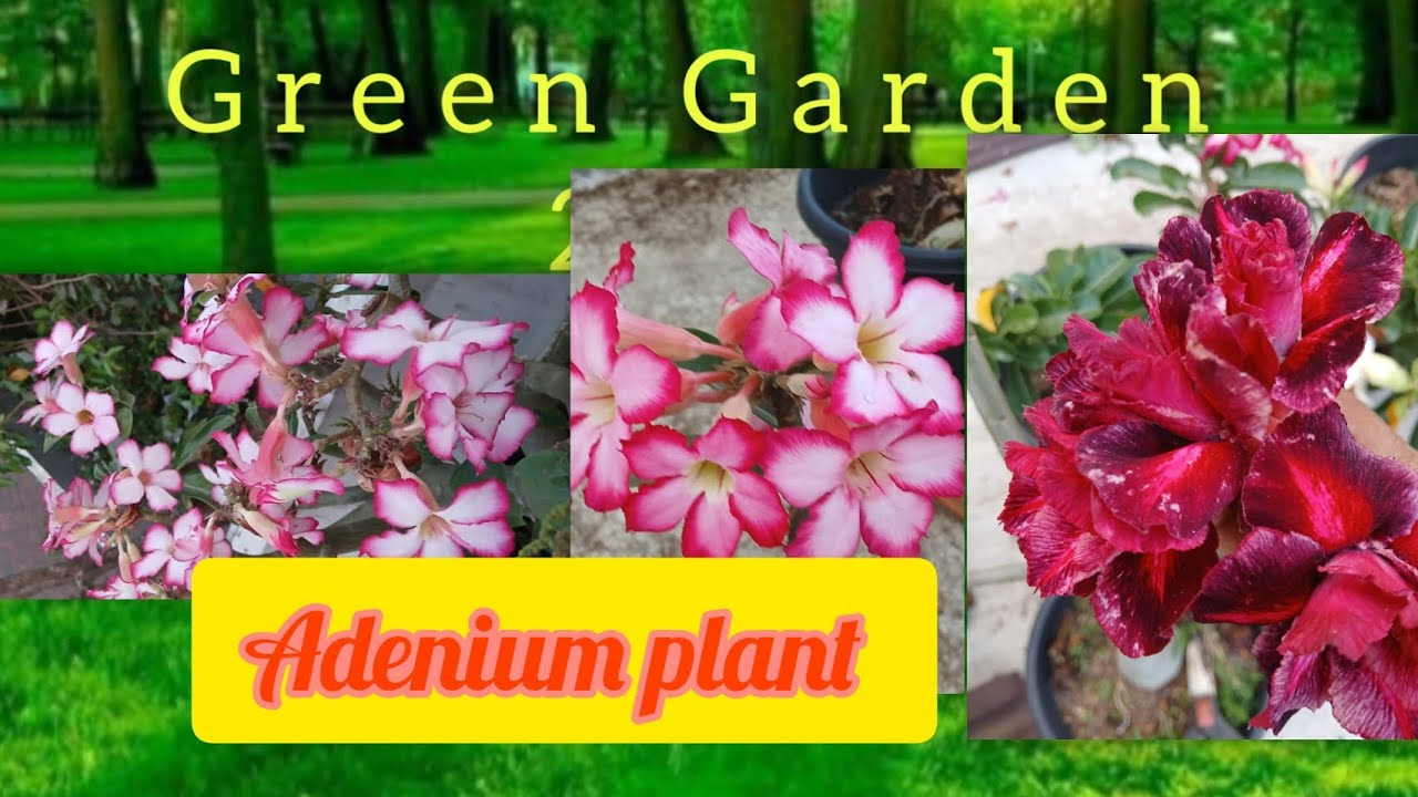 Adenium plant from seeds to flowers @GreenGarden-2025 