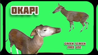 Okapi Video Green Screen. Footage Animation.