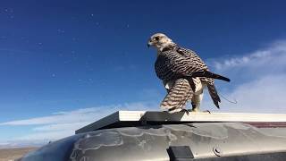 Jerfalcon - Saker falcon chases thousands of birds (falconry abatement 2019)