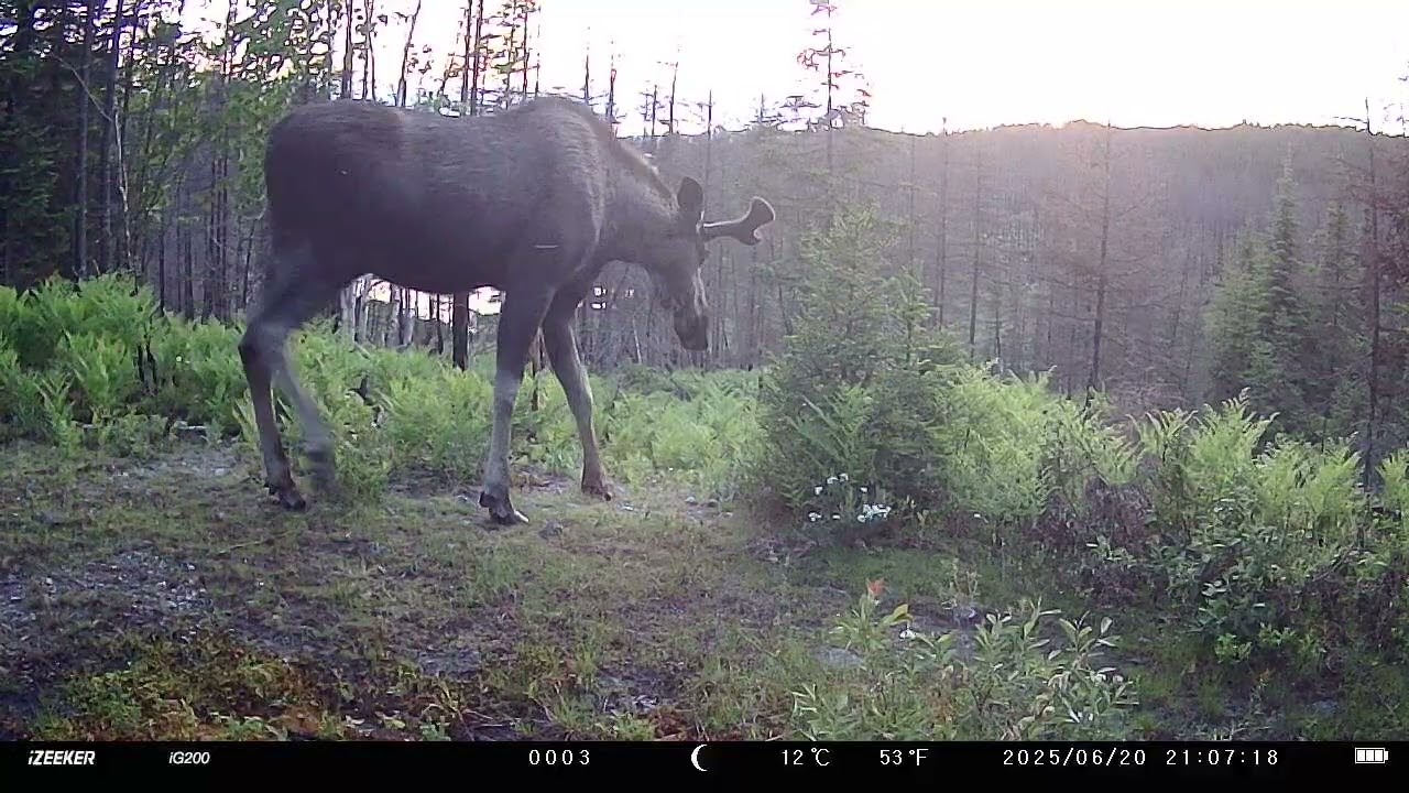 Orignal mâle qui se gratte