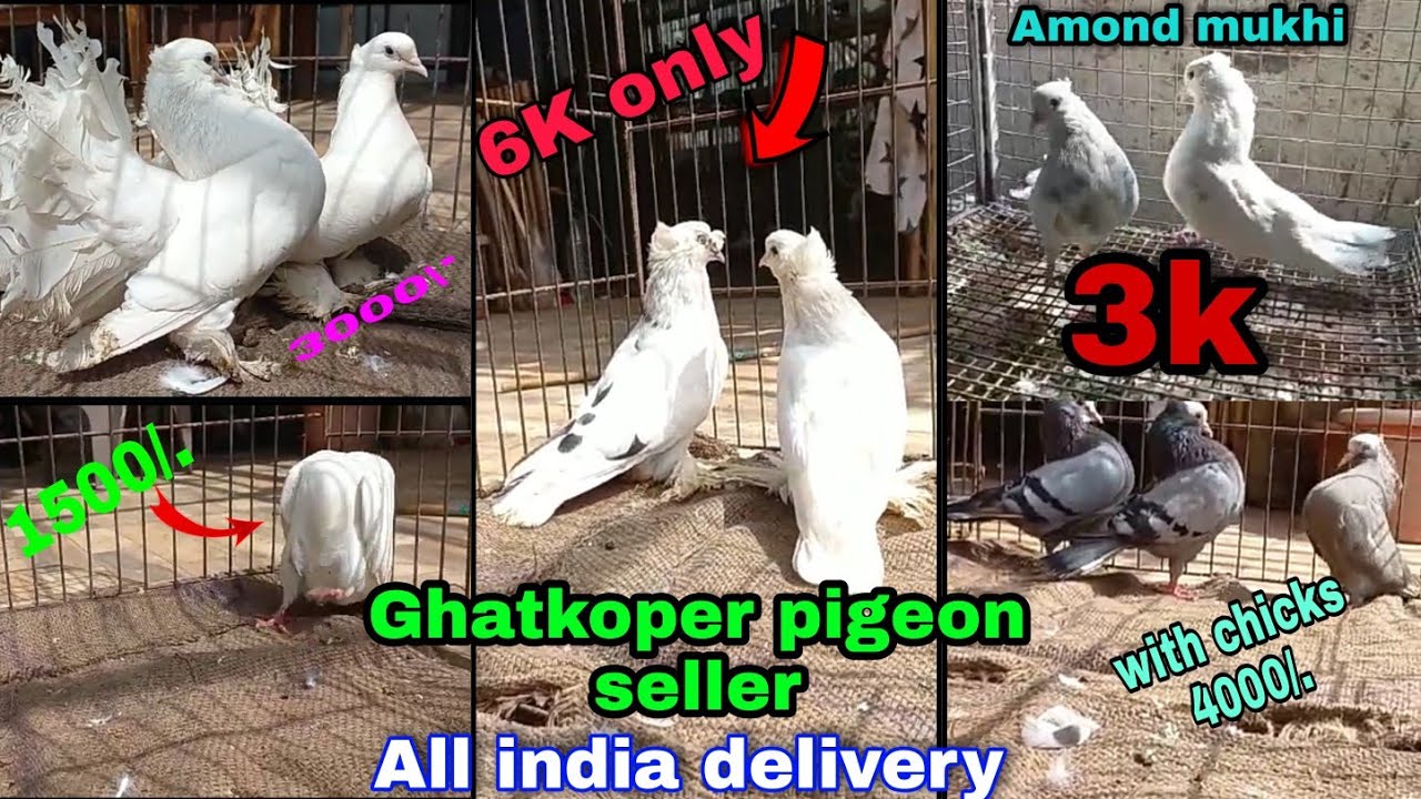 Ghatkoper fancy pigeon seller All india Delivery Mukhi kabootar