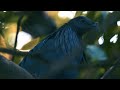 Merpati Ada yang Sepeti ini ? NICOBAR PIGEON