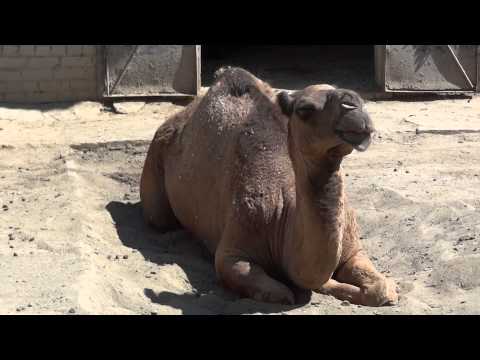 Dromedary✅Camelus dromedarius🐪Одногорбый верблюд