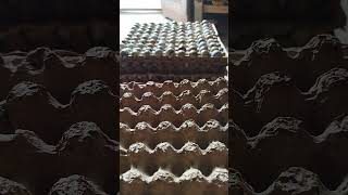 Today's egg production is two bundles (stacks) ready for sale #good #eggs #birds