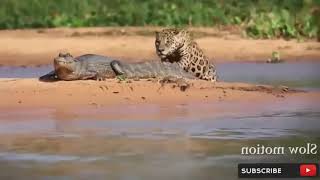 Mother Cheetah Save His Baby Fail and Hunting Eagle To Revenge