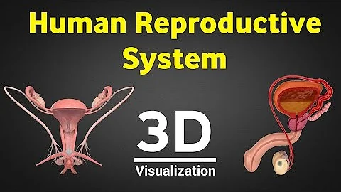 Human reproduction 3d   human reproductive system 3d   male & female reproductive system   NEET 2024