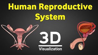 Human reproduction 3d   human reproductive system 3d   male & female reproductive system   NEET 2024 screenshot 1