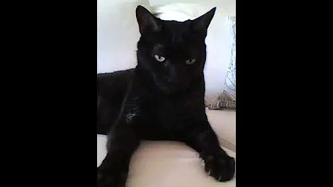 Our New Cat Sous-Sol (soon to be renamed)