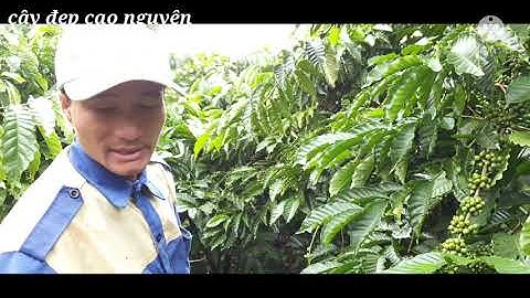 cải tạo đất |cải tạo bộ rễ, rất cần thiết cho cây cà phê@cayepcaonguyen2574