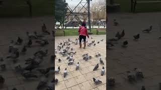 FEEDING BIRDS IN 🇹🇷TURKEY #Travel #Turkey #kuşlar #shorts #vlogturkey #livinginturkey #indoturki