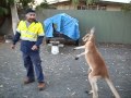 kangaroo boxing