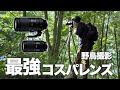最強コスパレンズで森の野鳥撮影はできるのか...《α6700野鳥撮影｜Wildlife Photography》