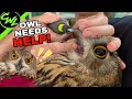 My OWL needs HELP!!