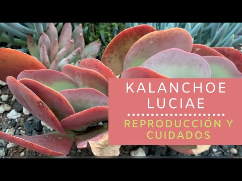 Video: Cultivo de plantas de paletas: aprenda sobre el cuidado de las plantas de paletas de Kalanchoe
