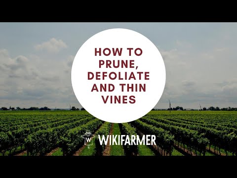 Video: Vína odolná vůči suchu: Přečtěte si o péči o révu Yuca a tipech na její pěstování