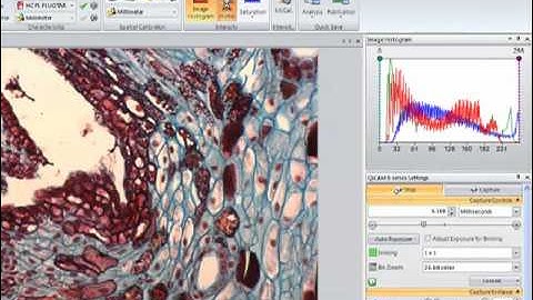 View image intensity with the Line Profile and Histogram tools in Image-Pro Insight software