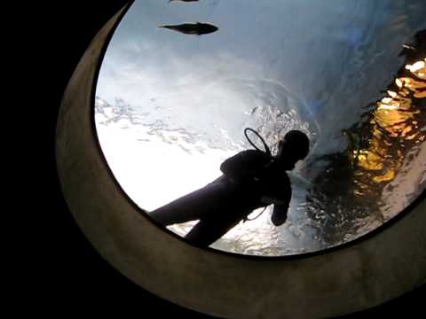 Karen SCUBA Diving at the Shedd