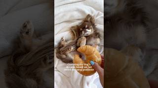 Guessing Dog’s Weird Dreams 🤣💭