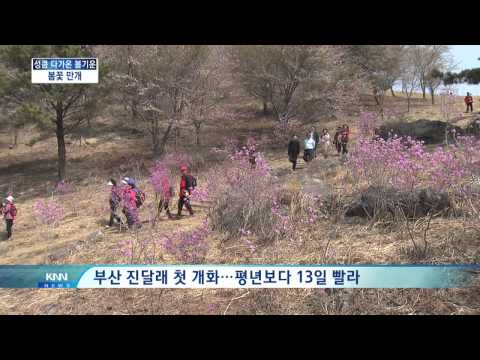[KNN News] News on early spring flowers