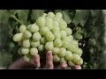 Виноград Лора (Флора), белый виноград