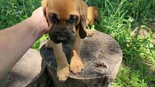 Sassy's 2023 F4 Bloodhound puppy